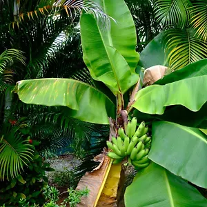 Hébergement de vacances Nid Kreyol, Sainte-Anne (Grande-Terre)